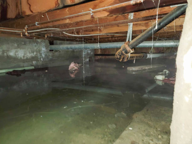 Best Flood damage cleanup  in Falconer, NY